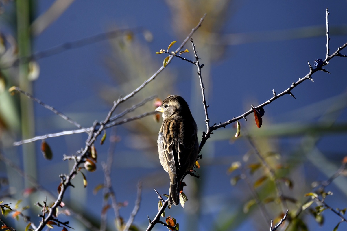 Moineau Domestique